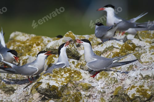 Preview: Cute Bird Tern. Bird Nest. Bird Mating Common Tern Sterna Hirundo