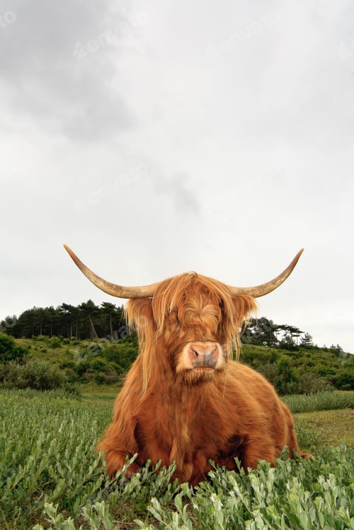 Preview: Scottish Highlander Cow In Grass Dune Landscape With Cloudy Sky.