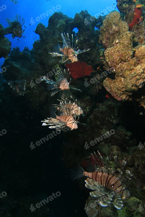 Preview: Hunting Lionfish Descend Into A Canyon