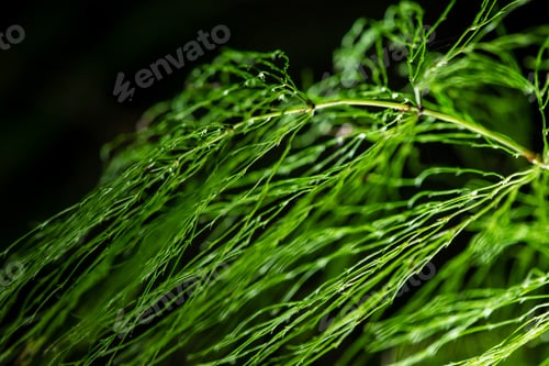 Preview: Abstract Foliage On Green Background In Wet Forest