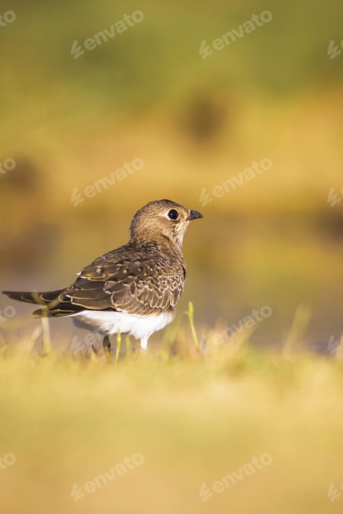 Preview: Cute Bird Pratincole And Green Yellow Nature Background. Collared Pratincole. Glareola Pratincola