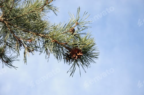 Preview: Pine Tree Branch With Cones