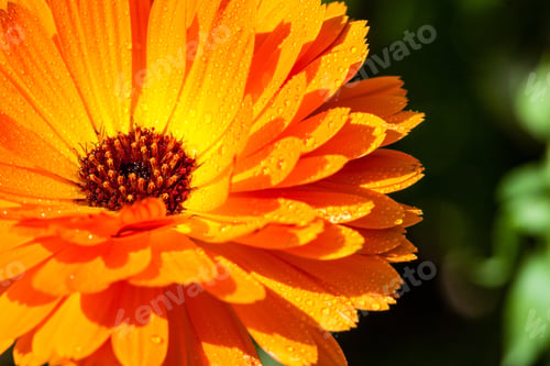 Preview: Closeup Of Beautiful Colored Flowers With Blur Background Nature
