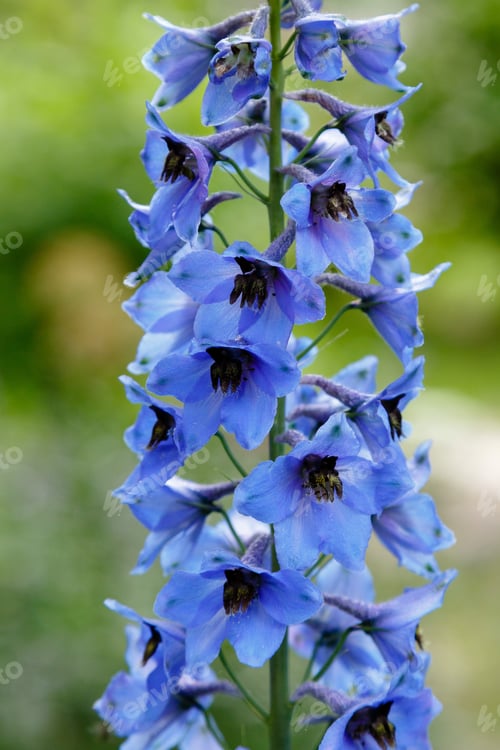 Preview: Blue Flowers Of Delphinium Elatum , Delphinium Flower In The Garden - Larkspur Flowers