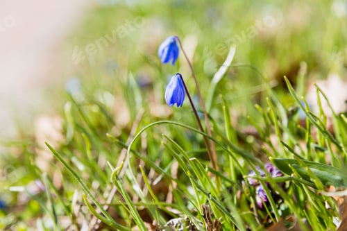 Preview: Scilla Armena Grossh.Background Of Blooming Spring Flowers Scilla. Blue Scilla Blooming In The