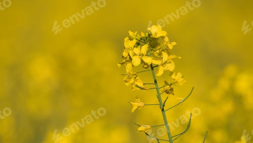 Preview: South Moravia Landscape And Farmland At Sunrise