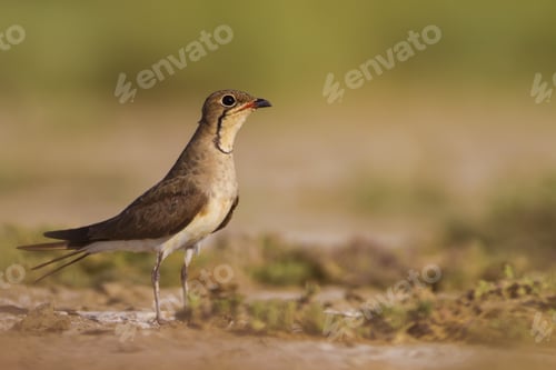 Preview: Pratincole. Yellow Green Nature Background. Bird: Collared Pratincole. Glareola Pratincola.