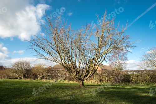 Preview: Solitary Bare Tree Background Image