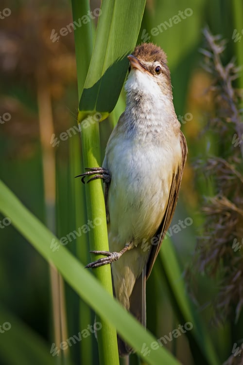 Preview: Cute Litte Bird. Green Lake Nature Habitat Background. Bird: Great Reed Warbler. Acrocephalus