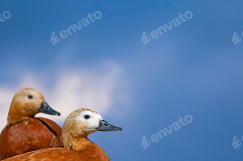 Preview: Cute Ducks. Blue Sky Background. Isolated Bird Images. Birds: Ruddy Shelduck. Tadorna Ferruginea.