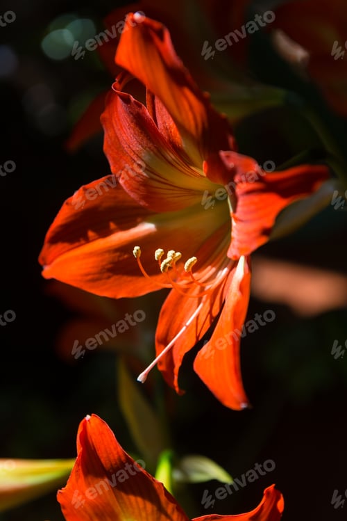 Preview: Red Amaryllis In Bloom