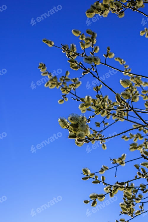 Preview: Blooming Willow Against The Blue Sky