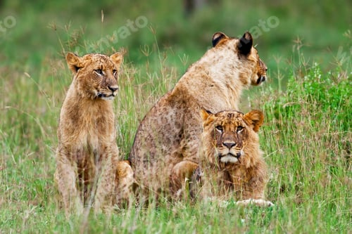 Preview: African Lions In The Lake Nakuru National Park, Kenya
