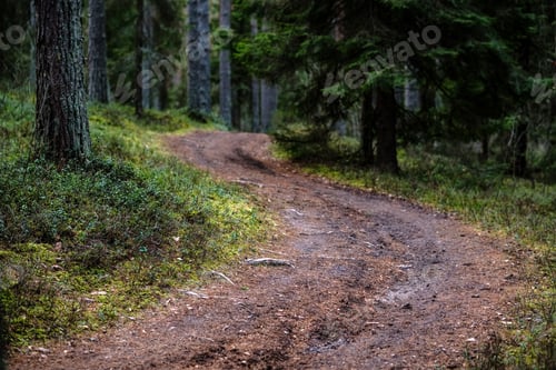 Preview: Dirt Road In Clean Pine Tree Forest With Mud And Green Foliage Around. Dark Colors
