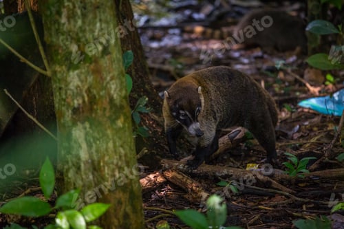 Preview: White-Nosed Coati, Nasua Narica, Adult Walking, Central Valley, Costa Rica