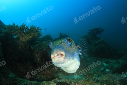 Preview: Puffer Fish