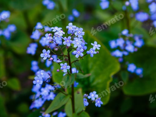 Preview: Little Blue Jack Frost Flowers, Also Known As False Forget-Me-Not In Springtime. Blue Flowers Of