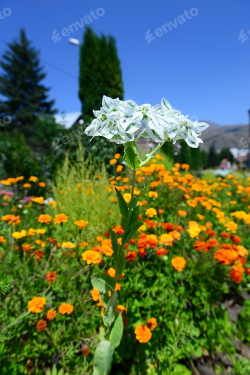 Preview: Euphorbia Marginata Against Blue Sky