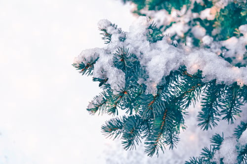 Preview: Frozen Winter Forest With Snow Covered Trees.