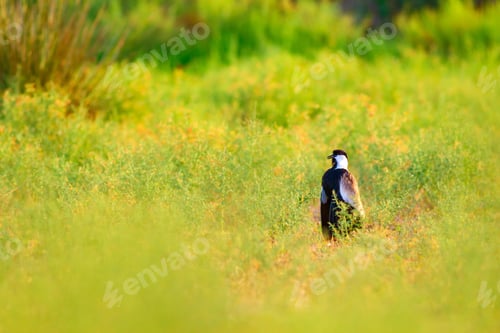 Preview: Cute Bird Spur Winged Lapwing. Green Nature Background.