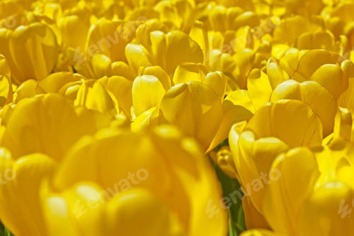 Preview: Close-Up Of Yellow Tulips In Spring Garden. Keukenhof. Lisse.
