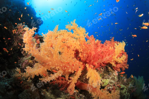 Preview: Dendronephtya Soft Corals On A Reef In The Red Sea With Tropical Fish