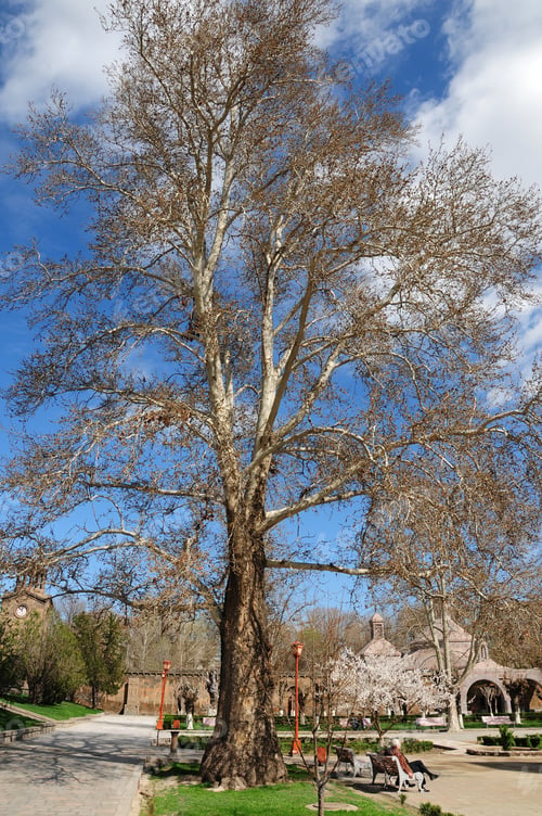 Preview: Spring Tree On Cloudy Blue Sky Background