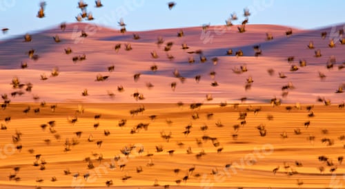 Preview: Abstract Nature. Flying Blur Birds. Nature Background. Starlings.