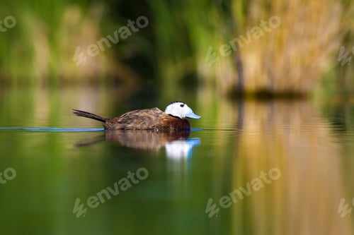 Preview: Swimming Duck. Colorful Lake Habitat Background. Bird: White Headed Duck. Oxyura Leucocephala.