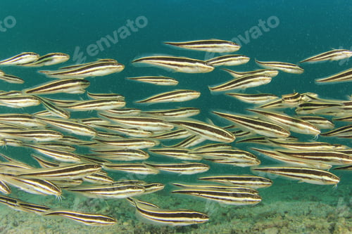 Preview: Striped Eel Catfish Shoal Underwater