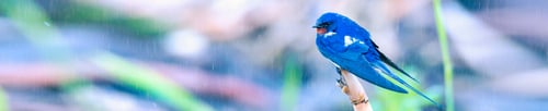 Preview: Horizontal Nature Banner. Swallow. Nature Background.