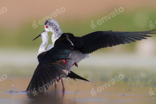 Preview: Birds In Love. Black Winged Stilt. Natural Background.