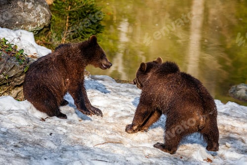 Preview: Brown Bears (Ursus Arctos) In Lake Clark National Park, Alaska, Usa