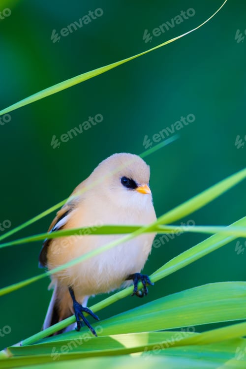 Preview: Cute Bird. Green Nature Background. Bearded Reedling / Panurus Biarmicus