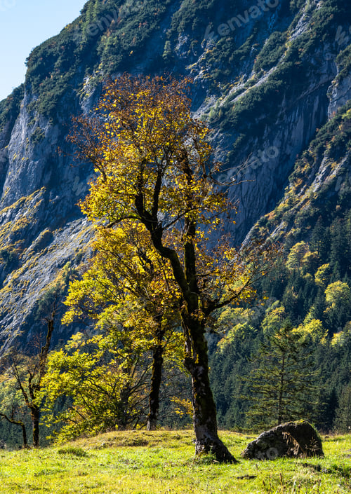 Preview: Old Maple Trees At The Greater Ahornboden Area In Austria In Autumn