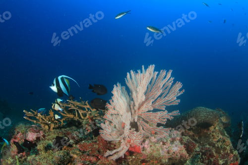 Preview: Coral Reef And Fish In Ocean