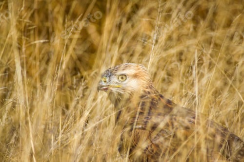 Preview: Bird Of Prey. Buzzard. Yellow Dry Reeds Background. Bird: Long Legged Buzzard. Buteo Rufinus.