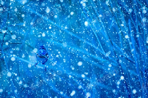 Preview: Winter Season And Birds. Falling Snow. Blue Nature Background. Bluethroat.