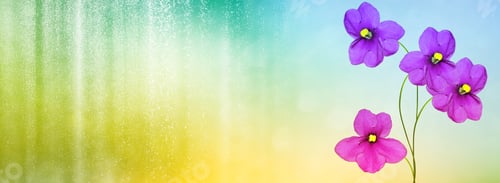 Preview: Spring Bright And Colorful Violet Flowers. Floral Background.