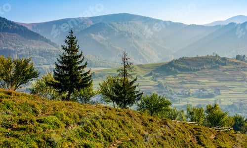 Preview: Spruce Forest On A Hill Side Meadow In High Mountains. Beautiful Early Autumn Landscape On A Sunny