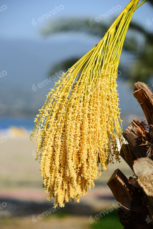 Preview: Phoenix Roebelenii (Pygmy Date Palm) Flowers
