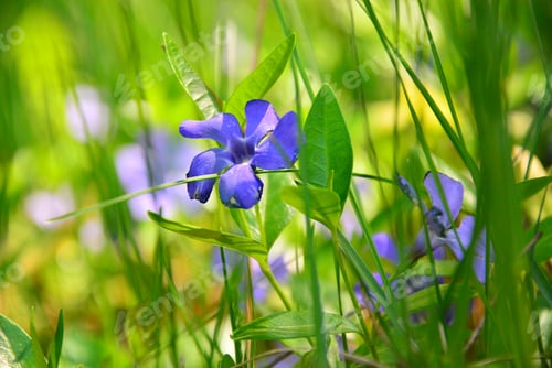 Preview: Spring Flowers. Periwinkle,Periwinkle Growing In The Spring Forest Of Green Grass