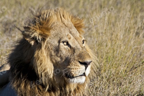 Preview: Male African Lion In The Okavango Delta, Botswana