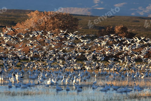 Preview: Snow Geese Bosque Del Apache, New Mexico Usa