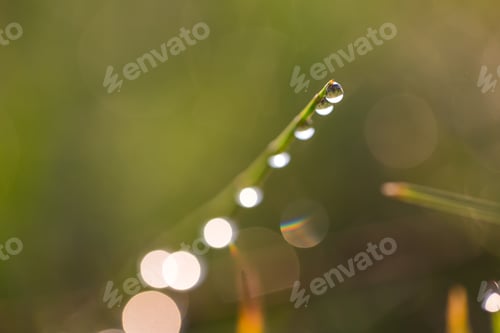 Preview: Close Up Of Wet Grass In Summer Morning. Nature Background