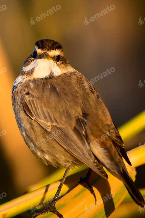 Preview: Cute Bird. Colorful Natural Background. Bird: Common Bird Bluethroat. Luscinia Svecica.