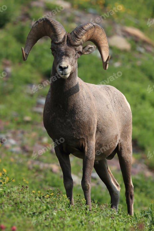 Preview: Bighorn Sheep Glacier National Park Montana Usa