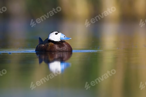 Preview: Cute Duck. Colorful Nature Background. Bird: White Headed Duck. Oxyura Leucocephala.