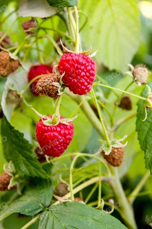 Preview: Lots Of Red Ripe Raspberries On A Bush. Close Up Of Fresh Organic Berries With Green Leaves On