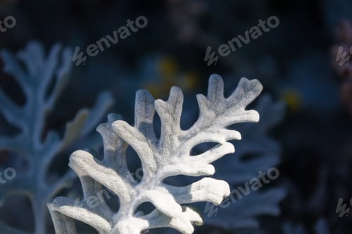 Preview: Silver Dust Cineraria Maritima In The Garden, Close Up.